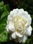 Videolu Ful Yasemin Fidanılı 1 Adet 40-60 Cm (Jasminum Sambac) 3