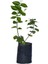 Videolu Ful Yasemin Fidanılı 1 Adet 40-60 Cm (Jasminum Sambac) 4