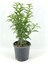 Videolu Mis Kokulu 1 Adet Melisa Çiçeği Fidanı Saksılı 50-110 cm (Lemon Balm) 3