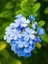 Videolu Kokulu Mavi Yasemin Fidesi 1 Adet Saksılı / Tüplü 40-60 cm (Plumbago Blue Jasmine) 1