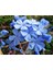 Videolu Kokulu Mavi Yasemin Fidesi 1 Adet Saksılı / Tüplü 40-60 cm (Plumbago Blue Jasmine) 3