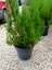 Limoni Servi Agacı 30/60 cm Ardıç Gillerden 1
