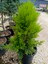 Limoni Servi Agacı 30/60 cm Ardıç Gillerden 3