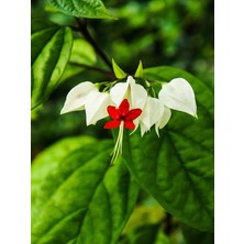 Serada Decor Plant Videolu Beyaz Kızılay Çiçeği Fidanı 40 cm Saksılı / Tüplü Dış Mekan Sarmaşık Crinum x Powellii