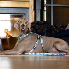 Max & Molly Aloha Köpek Gezdirme Kayışı