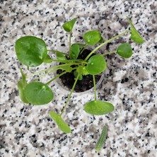 Morlalem PET Bardakta, Pilea Peperomioides, Çin Para Ağacı, Para Çiçeği Fidanı