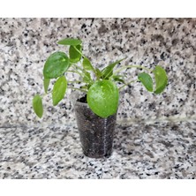 Morlalem PET Bardakta, Pilea Peperomioides, Çin Para Ağacı, Para Çiçeği Fidanı