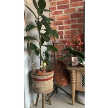 Evnalia Tekli Ahşap Ayaklı Çiçeklik Saksılık Standı Dekoratif Yan Sehpa 24 cm Çap Atlantik Çam