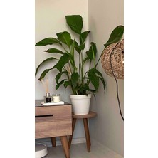 Evnalia Tekli Ahşap Ayaklı Çiçeklik Saksılık Standı Dekoratif Yan Sehpa 24 cm Çap Atlantik Çam