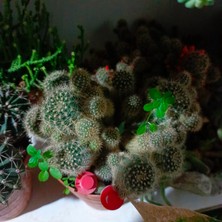 Aydoğdu Karışık Kaktüs Bir Adet