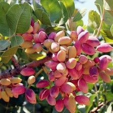 Çermik Fidancılık Çift Aşılı Siirt - Antep Fıstığı Fidanı ( Aşı Gerektirmez )