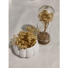 Loftina Mini Saksıda ve Cam Tüpte Çiçek Nikah Kına Düğün Bebek Süsü 10 Adet