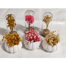 Loftina Mini Saksıda ve Cam Tüpte Çiçek Nikah Kına Düğün Bebek Süsü 10 Adet