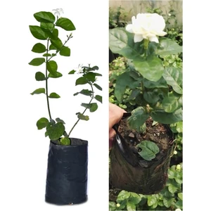 Bitkim Sende Videolu Yasemin Çiçeği Set 2 Adet 40-60 cm Arap Yasemin / Katmerli Ful Yasemin Bahçe Bitkisi
