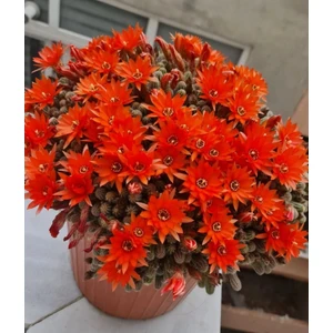 Turuncu Çiçek Açan Kaktüs, Aporocactus Chamaecereus Silvestrii, Kaktüs Fidanı