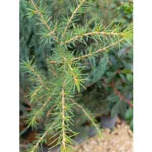 Katran Sedir 40/60 cm Ardıç Gillerden