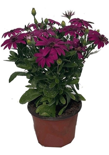 Videolu 1 Adet Koyu Mor 1 Adet Beyaz Bodrum Papatyası Saksılı / Tüplü 20-45 cm (Bodrum Daisy)