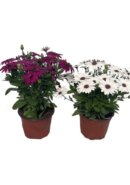 Videolu 1 Adet Koyu Mor 1 Adet Beyaz Bodrum Papatyası Saksılı / Tüplü 20-45 cm (Bodrum Daisy)