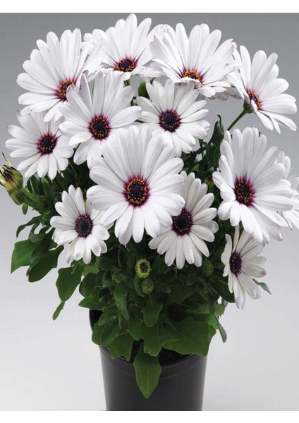 Videolu 1 Adet Koyu Mor 1 Adet Beyaz Bodrum Papatyası Saksılı / Tüplü 20-45 cm (Bodrum Daisy)