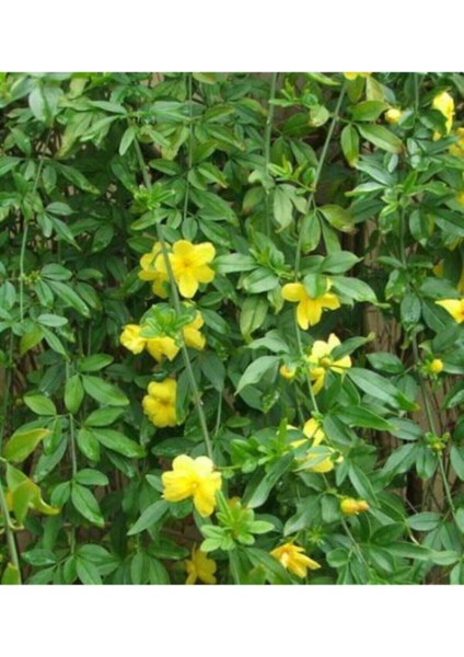 Videolu Sarı Çiçekli Kokulu Yasemin 50-70 cm Dış Mekan Bitkileri Jasminum Fruticans