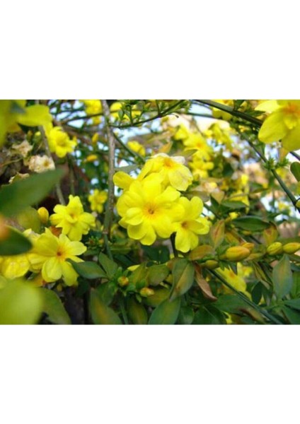 Videolu Sarı Çiçekli Kokulu Yasemin 50-70 cm Dış Mekan Bitkileri Jasminum Fruticans
