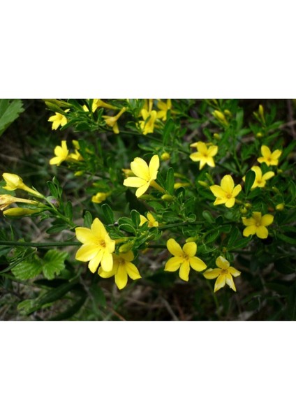 Videolu Sarı Çiçekli Kokulu Yasemin 50-70 cm Dış Mekan Bitkileri Jasminum Fruticans