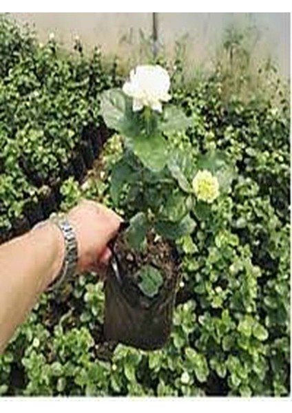 Videolu Full Yasemin Çiçeği Fidanı 30-70 cm 5 Adet Saksılı / Tüplü Dış Mekan Sarmaşık Jasmine Flower modelleri