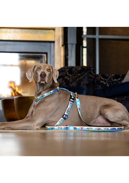 Aloha Köpek Gezdirme Kayışı