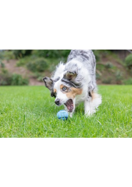 Chuckit! Sniff Fetch Jambon Kokulu Köpek Oyun Topu (Orta Boy)