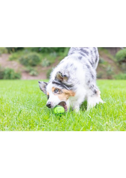 Chuckit! Sniff Fetch Fıstık Ezmesi Kokulu Köpek Oyun Topu (Orta Boy)