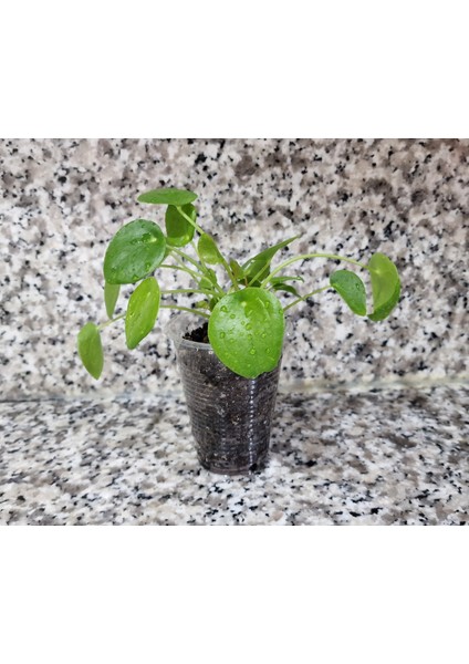 PET Bardakta, Pilea Peperomioides, Çin Para Ağacı, Para Çiçeği Fidanı