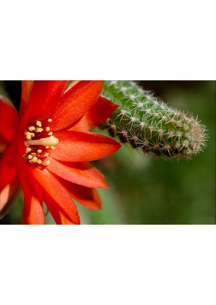 Turuncu Çiçek Açan Kaktüs, Aporocactus Chamaecereus Silvestrii, Kaktüs Fidanı