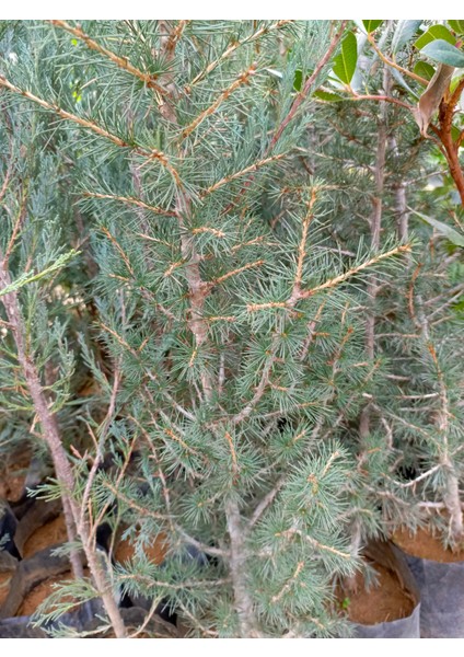 Katran Sedir 40/60 cm Ardıç Gillerden fiyatları