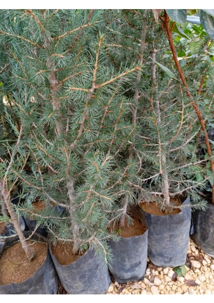 Katran Sedir 40/60 cm Ardıç Gillerden fırsatları