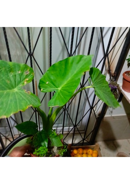 Anthurium Alacasia Fil Kulağı 1m fiyatları