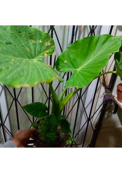 Anthurium Alacasia Fil Kulağı 1m modelleri