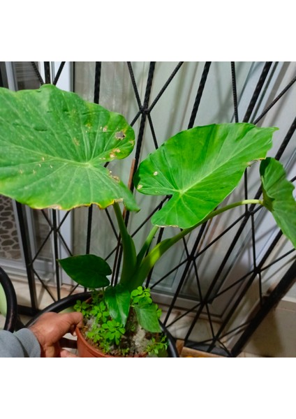 Anthurium Alacasia Fil Kulağı 1m fırsatları