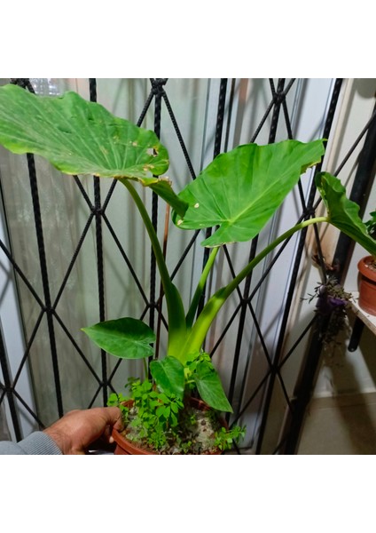Anthurium Alacasia Fil Kulağı 1m indirimleri