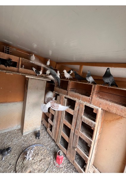 Güvercin Gübresi 5 kg