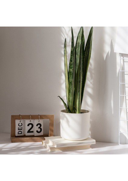 Pcs Plastik Ekici Iskandinav Tarzı Mini Çiçek Fideleri Fide Saksısı (Yurt Dışından) indirimleri