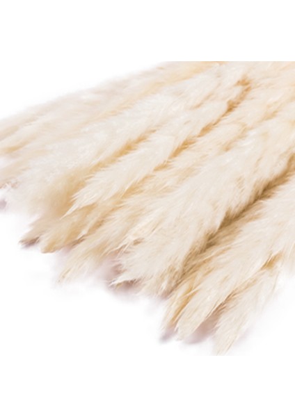 75 Adet Doğal Kurutulmuş Pampas Çim Kabarık Kaynaklanıyor Boho Düğün Ev Dekor (Yurt Dışından) modelleri