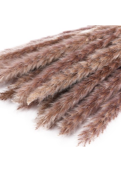 75 Adet Doğal Kurutulmuş Pampas Çim Kabarık Kaynaklanıyor Boho Düğün Ev Dekor (Yurt Dışından) fırsatları