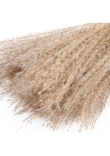 75 Adet Doğal Kurutulmuş Pampas Çim Kabarık Kaynaklanıyor Boho Düğün Ev Dekor (Yurt Dışından) indirimleri