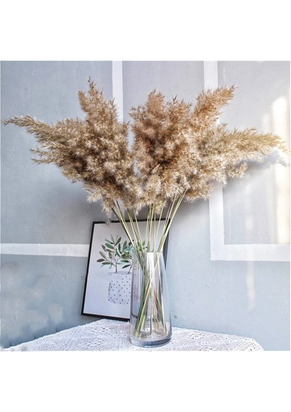 Doğal Gerçek Kurutulmuş Pampas Çim Buketi Kabarık Tüy Düğün Çiçeği (Yurt Dışından) fırsatları