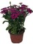 Videolu 1 Adet Koyu Mor 1 Adet Beyaz Bodrum Papatyası Saksılı / Tüplü 20-45 cm (Bodrum Daisy) 1