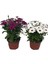 Videolu 1 Adet Koyu Mor 1 Adet Beyaz Bodrum Papatyası Saksılı / Tüplü 20-45 cm (Bodrum Daisy) 2