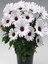 Videolu 1 Adet Koyu Mor 1 Adet Beyaz Bodrum Papatyası Saksılı / Tüplü 20-45 cm (Bodrum Daisy) 3