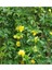 Videolu Sarı Çiçekli Kokulu Yasemin 50-70 cm Dış Mekan Bitkileri Jasminum Fruticans 1