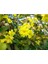 Videolu Sarı Çiçekli Kokulu Yasemin 50-70 cm Dış Mekan Bitkileri Jasminum Fruticans 3