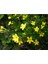Videolu Sarı Çiçekli Kokulu Yasemin 50-70 cm Dış Mekan Bitkileri Jasminum Fruticans 4